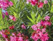 oleander
