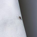 ile żyją wszy na pościeli