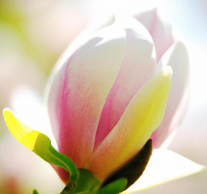 Magnolia w ogrodzie