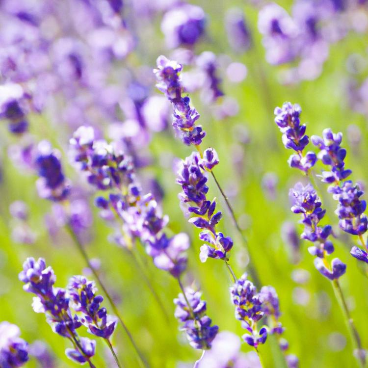 Ogród w stylu prowansalskim - charakterystyczne cechy ogrodów w Prowansji