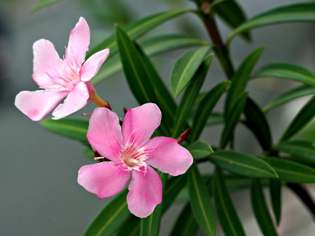 czy oleander przetrwa zimę w ogrodzie