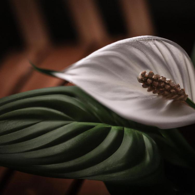 Czy skrzydłokwiat jest trujący? Odpowiadamy!