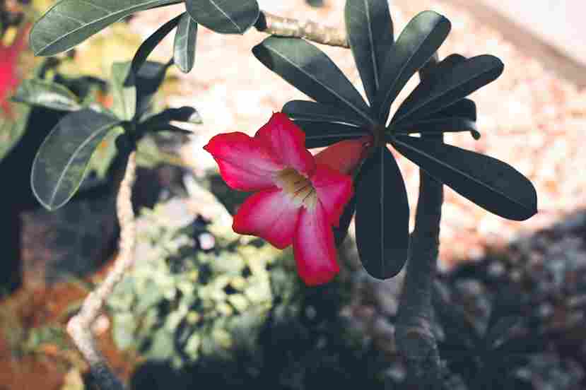 róża pustyni uprawa w domu