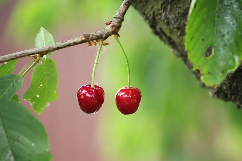 Czym i kiedy nawozić czereśnie?