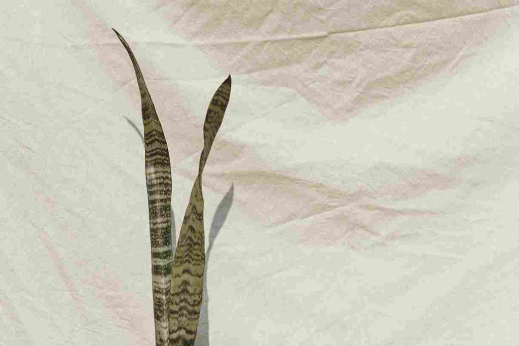 wszystkie odmiany sansewierii