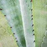 jak uratować gnijący aloes